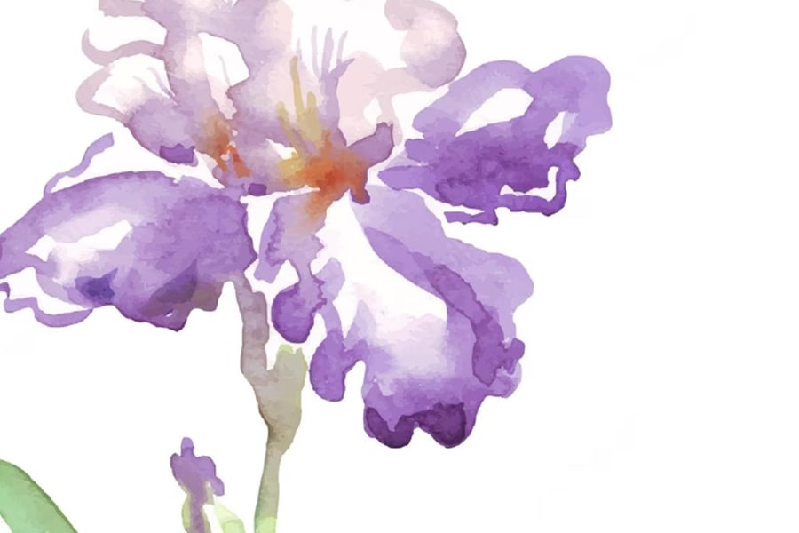 watercolor of a purple flower.