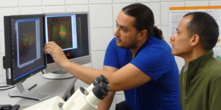 Adan Colon-Carmona, associate professor of biology, and a student sitting in front of two computer screens and observing molecular images of plants.