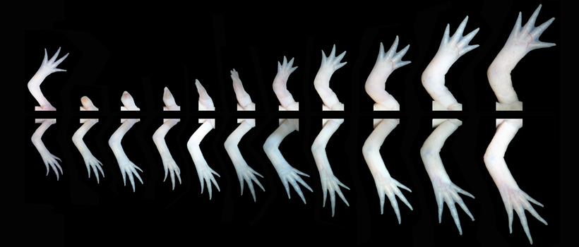 A time course of limb regeneration showing the regenerating and un-amputated limb growing over time.