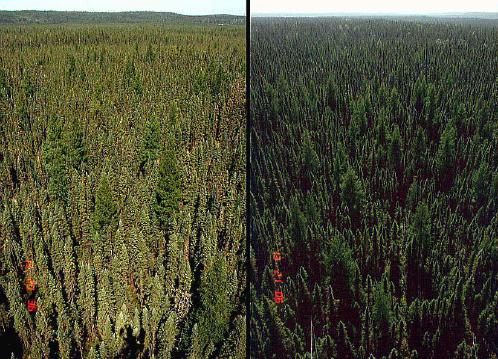 Black spruce forest Left: backscattering (sun behind observer), note the bright region (hotspot) where all shadows are hidden. Right: forward scattering (sun opposite observer)