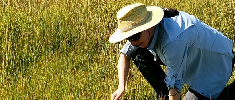 Dr Brook Moyers in Folger's Marsh collecting plant specimens.