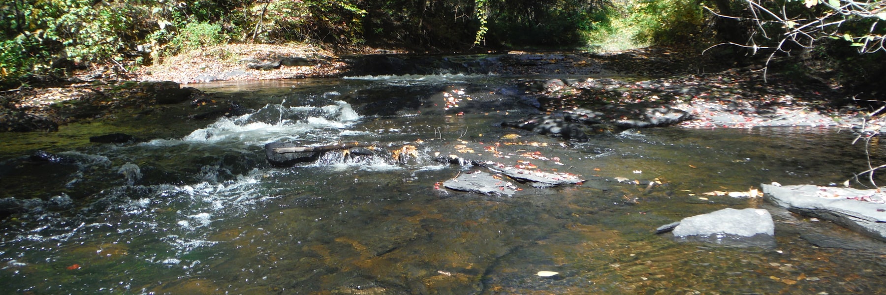 running stream in woods