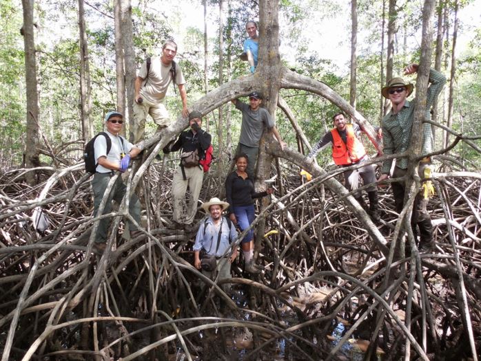 mangrove2