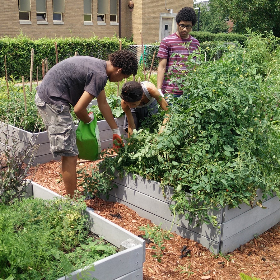 Three students assist in a community garden near campus.