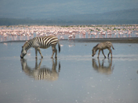 kenya_projnar10_safari1_200.jpg