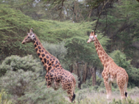 kenya_projnar10_safari2_200.jpg