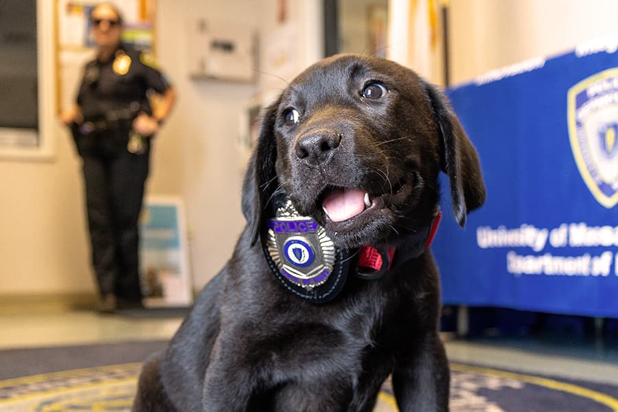 Beacon Comfort K9 wearing a police badge on his collar.