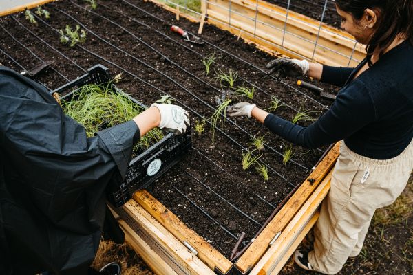 wooden raised bed with 2 people's hands planting green onions into black dirt