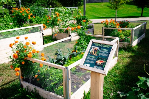 Garden with boxes and a sign and marigolds