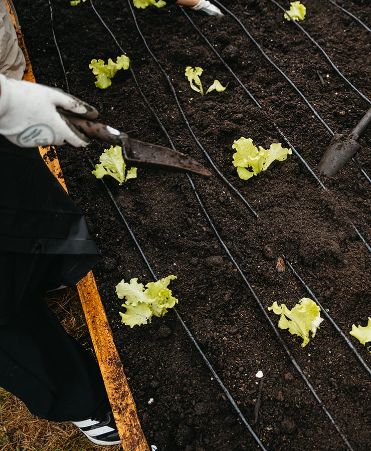 close up rows of new vegetables planted in community