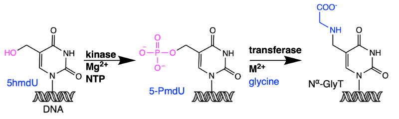 5hmdU Pathway overview