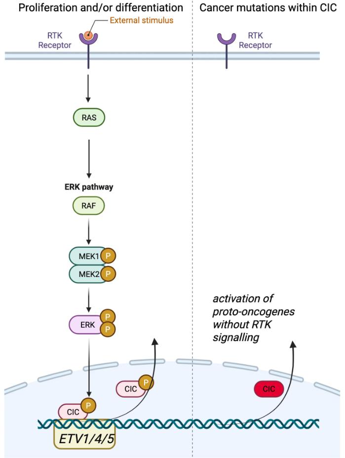 diagram CIC overview in cancer