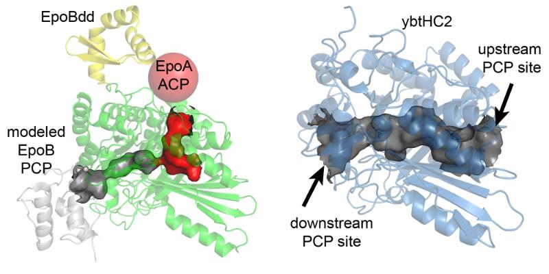 Diagram: NRPS Cy Domains