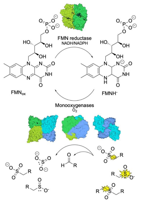 diagram: 5hmdU hypermodification w/in double-stranded DNA:activation/group transfe