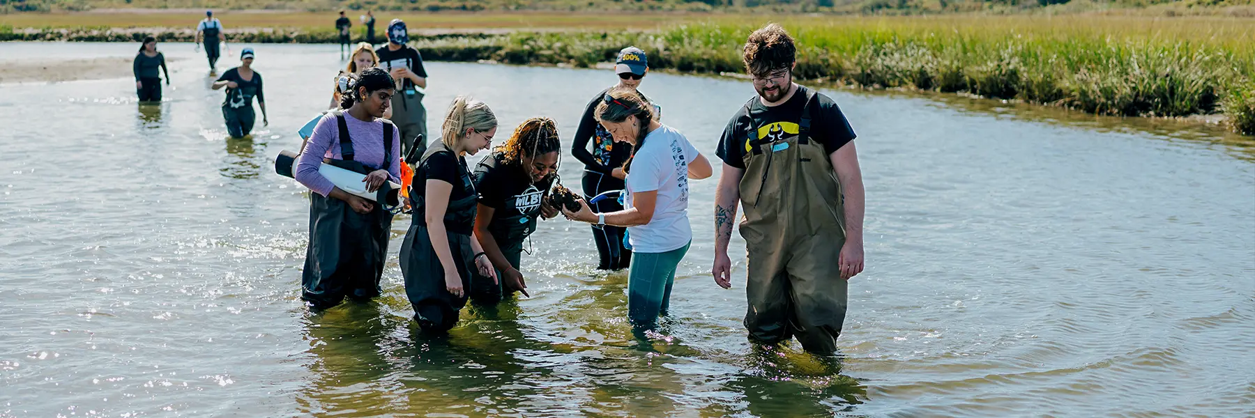 Group of students and faculty wade in water with nets at Nantucket Field Station.