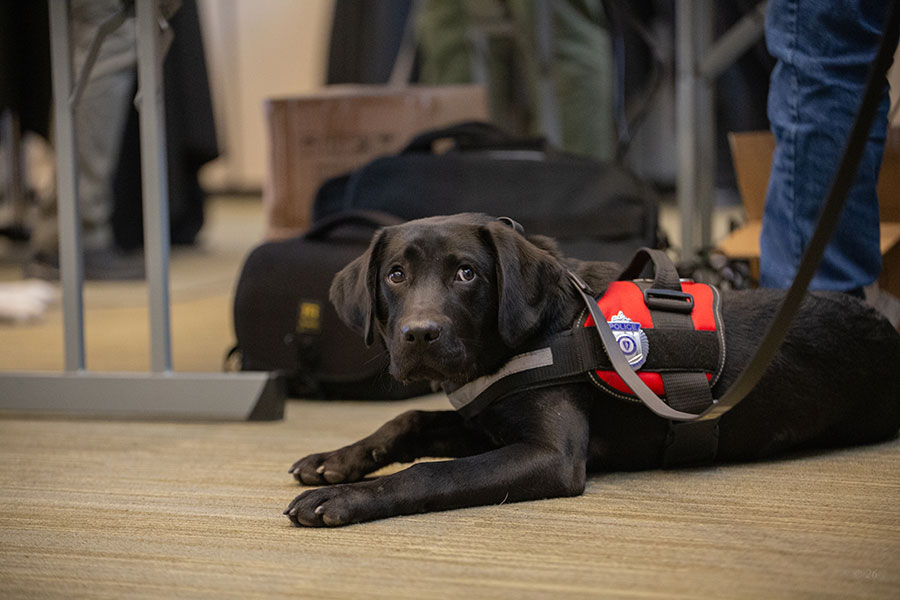 Beacon and his new police badge