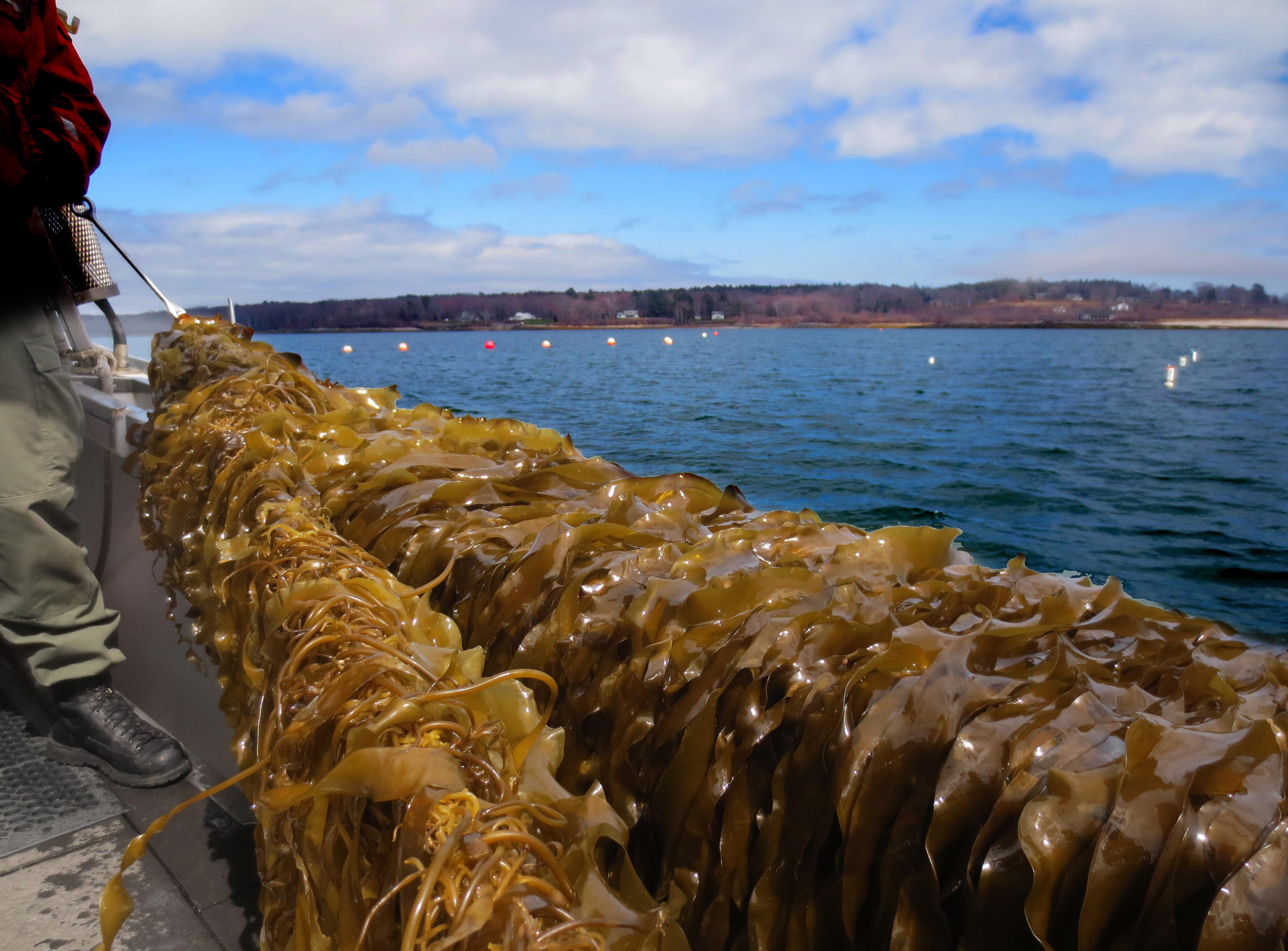 Seaweed Dropper Ropes