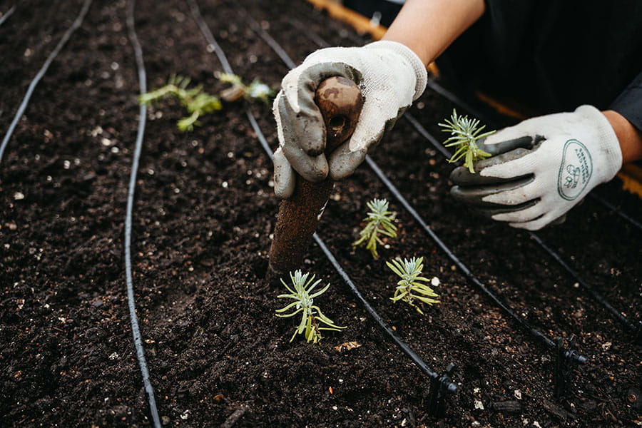 A pair of gloved hands plant sprigs of rosemary in UMass Boston's community garden.