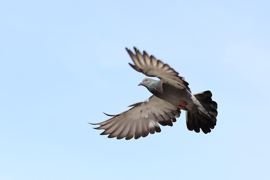A homing pigeon flaps its wings as it flies.