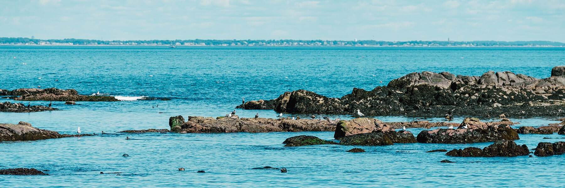 Seagulls resting on rocks in the ocean.