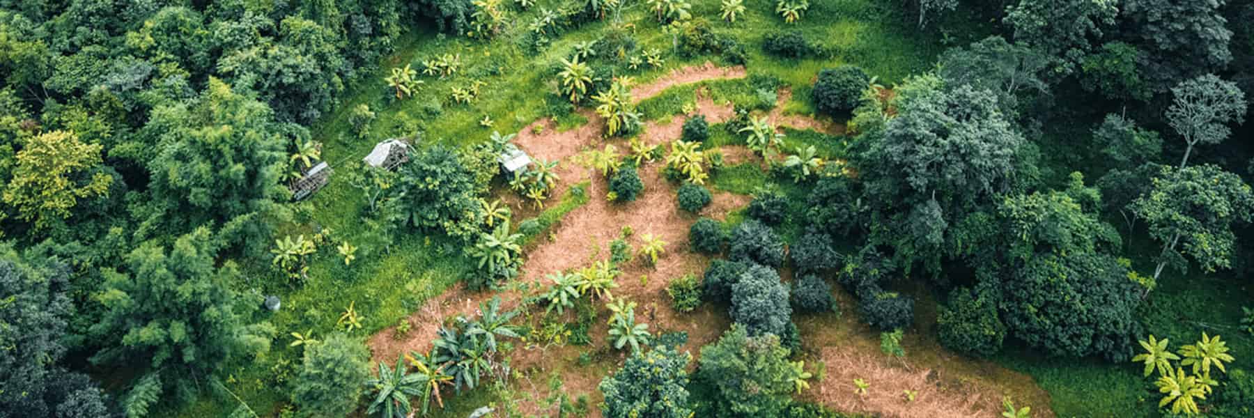Aerial shot of farms and fields in a jungle.