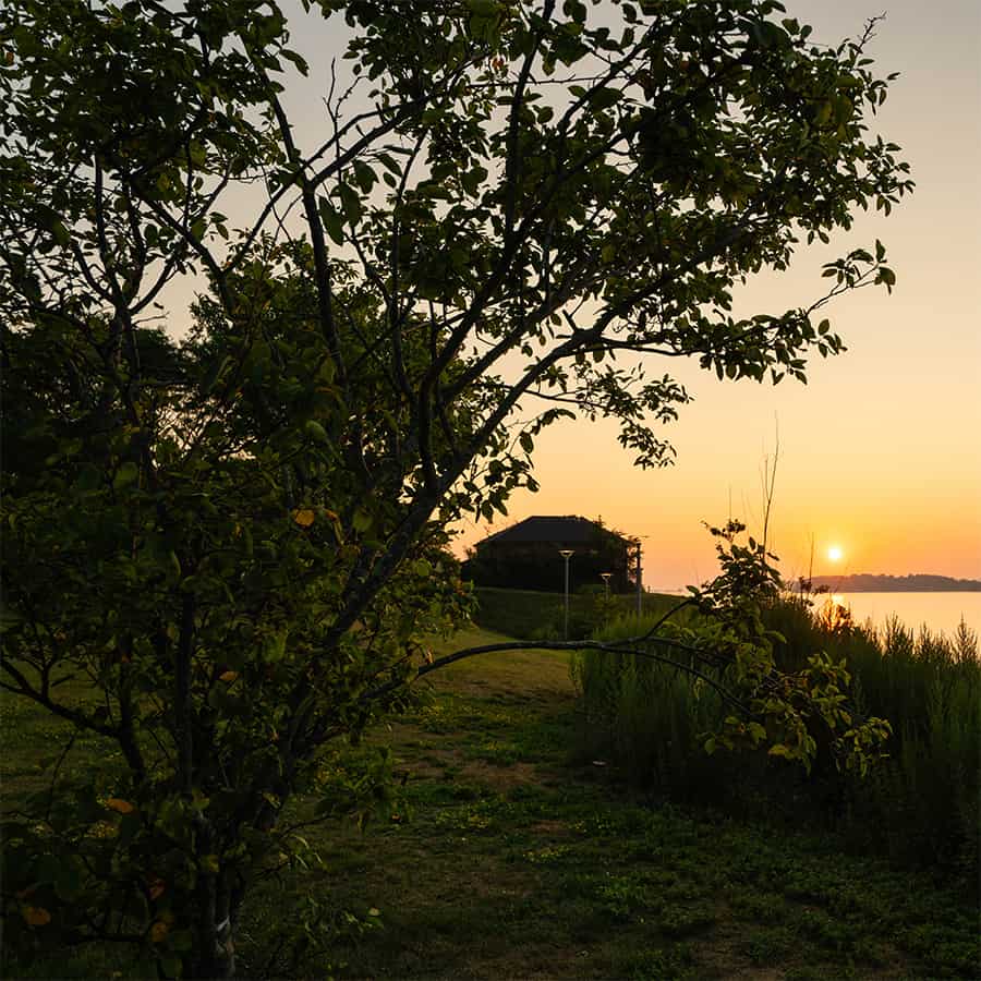 View of trees, shore, and the sunset over water.